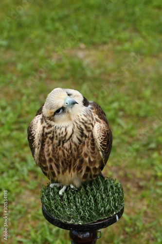 Predators