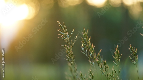bluegrass (Poa pratensis) at the golden sunset photo