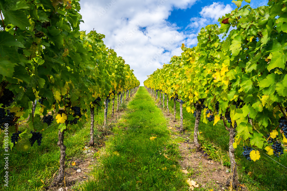 Germany, Way alongside ripely vine plants in a vineyard in autumn harvest season full of blue grapevines