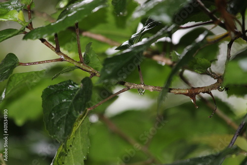 Green leaves in rain 