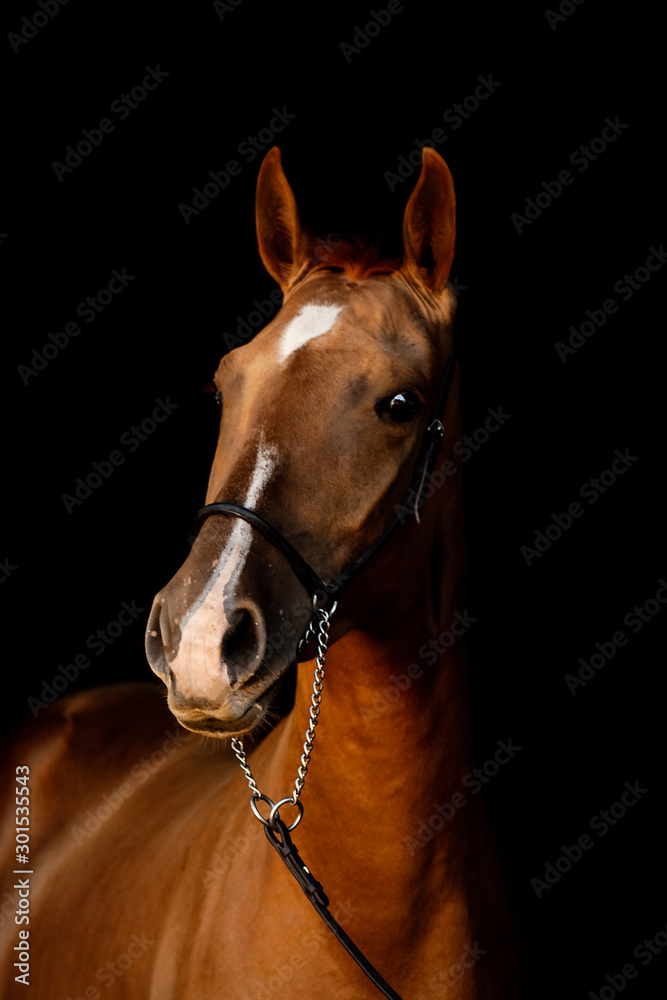 Fototapeta premium Chestnut don breed young horse isolated on black background. Animal close up portrait. 