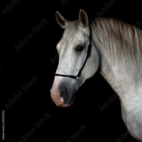 White lippizaner stallion portrait in show halter isolated on black background. Animal portrait with copy space.