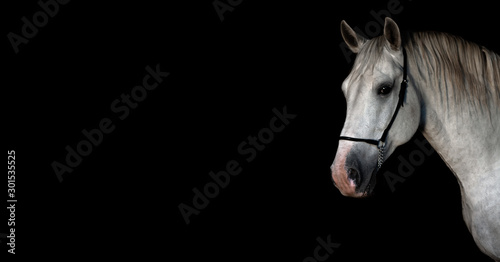 Foto White lippizaner stallion portrait in show halter isolated on black background
