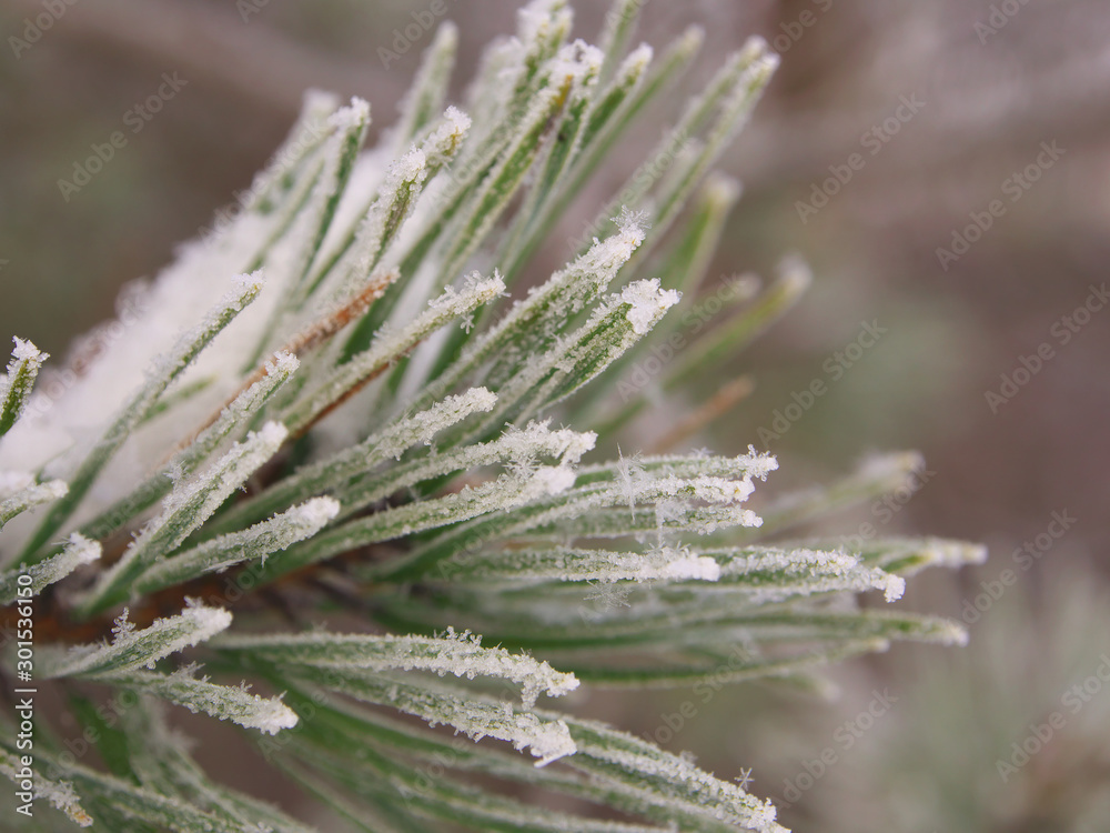 Pine branches with needles covered with hoarfrost on frosty day. Winter background. Falling snow. Pine branches with needles covered with hoarfrost on frosty day. Winter background. Falling snow.