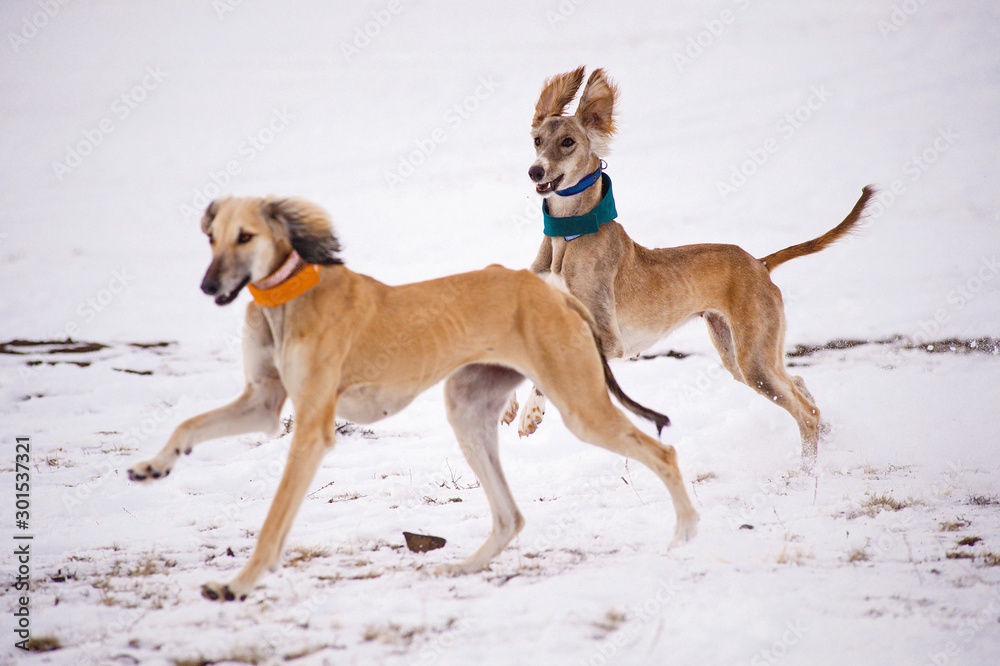 A beautiful greyhound dog chasing prey in the snow.