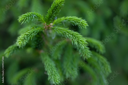 branch of a coniferous tree-a Christmas tree close-up in sunlight.  long needles and flower early in the summer.
