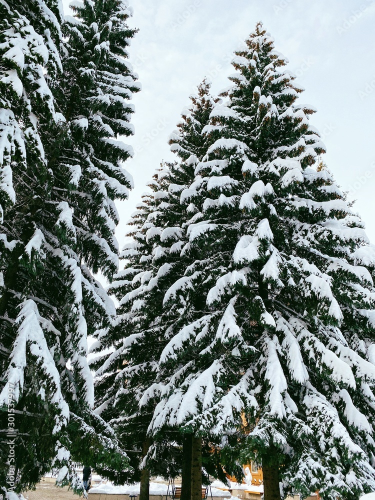 Fototapeta premium pine tree in snow