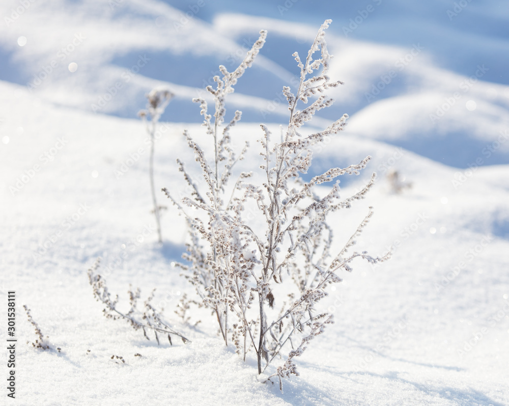 Frozen grass in the snow