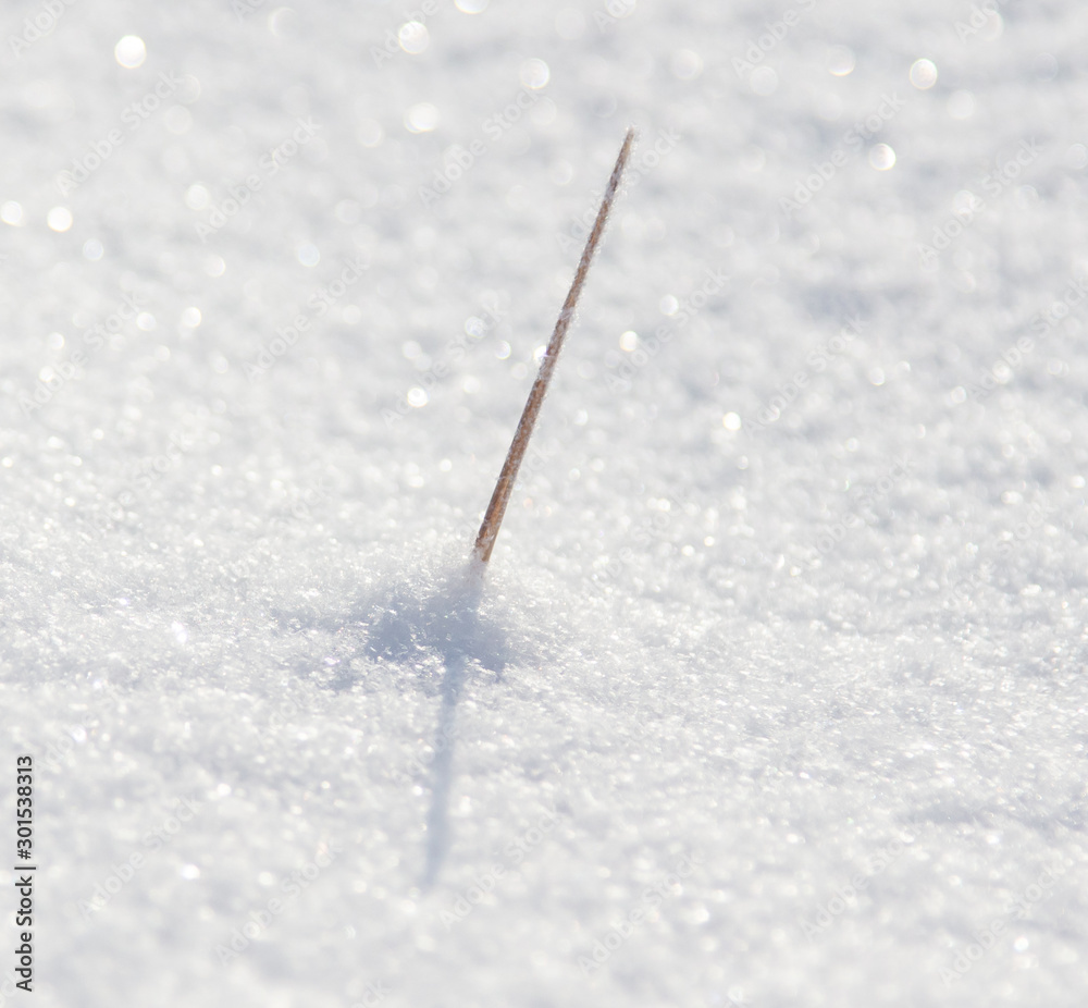 Frozen grass in the snow Frozen grass in the snow