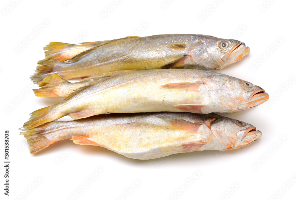 Yellow Croaker Fish On White background Yellow Croaker Fish On White background