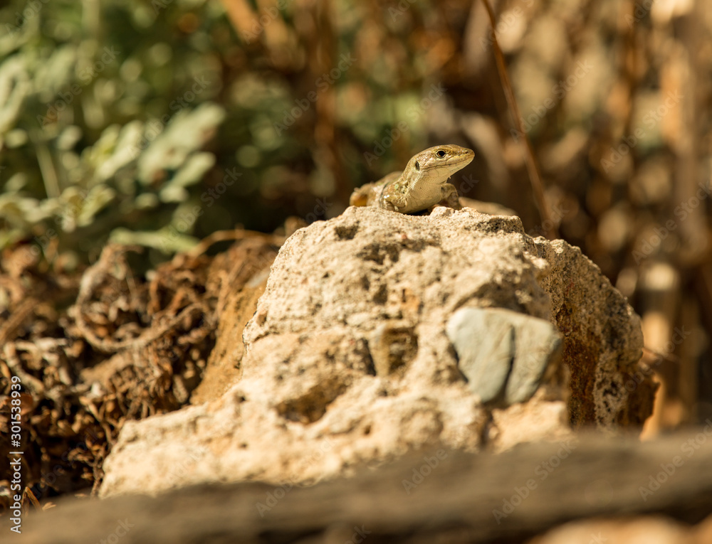 small lizard on a stone small lizard on a stone