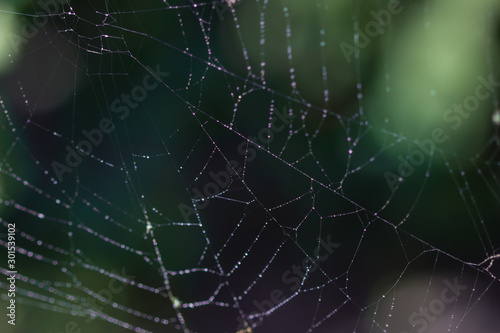 A blured background spider web