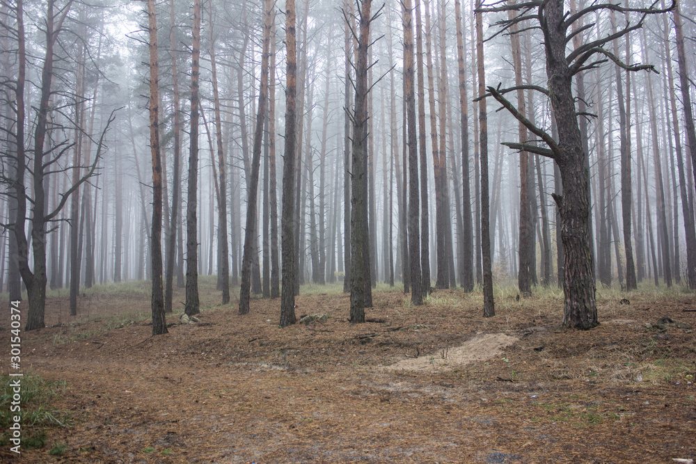 Autumn landscape in foggy wood . Fairy forest in fog. Fall woods. Enchanted autumn forest in fog in the morning. Old Tree. Landscape with trees colorful orange and red foliage and blue fog. Nature bac Autumn landscape in foggy wood . Fairy forest in fog. Fall woods. Enchanted autumn forest in fog in the morning. Old Tree. Landscape with trees colorful orange and red foliage and blue fog. Nature bac