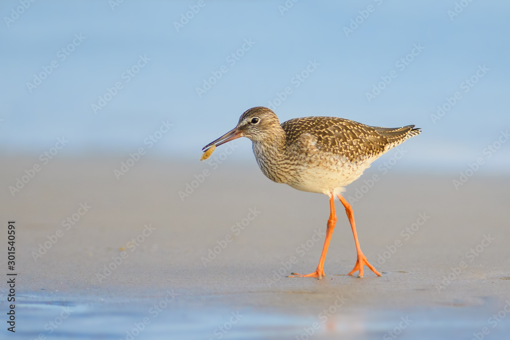 Searching for food on the beach/Common Redshank Searching for food on the beach/Common Redshank