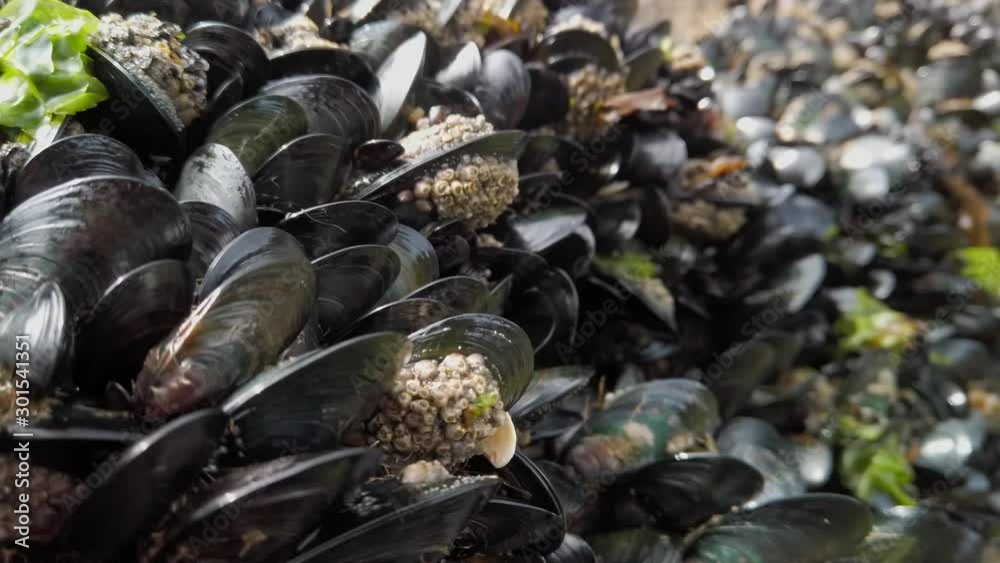 New Zealand green-lipped mussels attached to rocks at low tide New Zealand green-lipped mussels attached to rocks at low tide