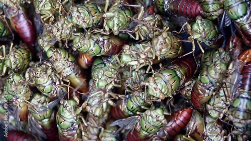 Cicadas (Hemiptera: Cicadidae) of Laos. A heap of edible beetles on market. Many insects - the cicadas crawling each other on other cicadas.