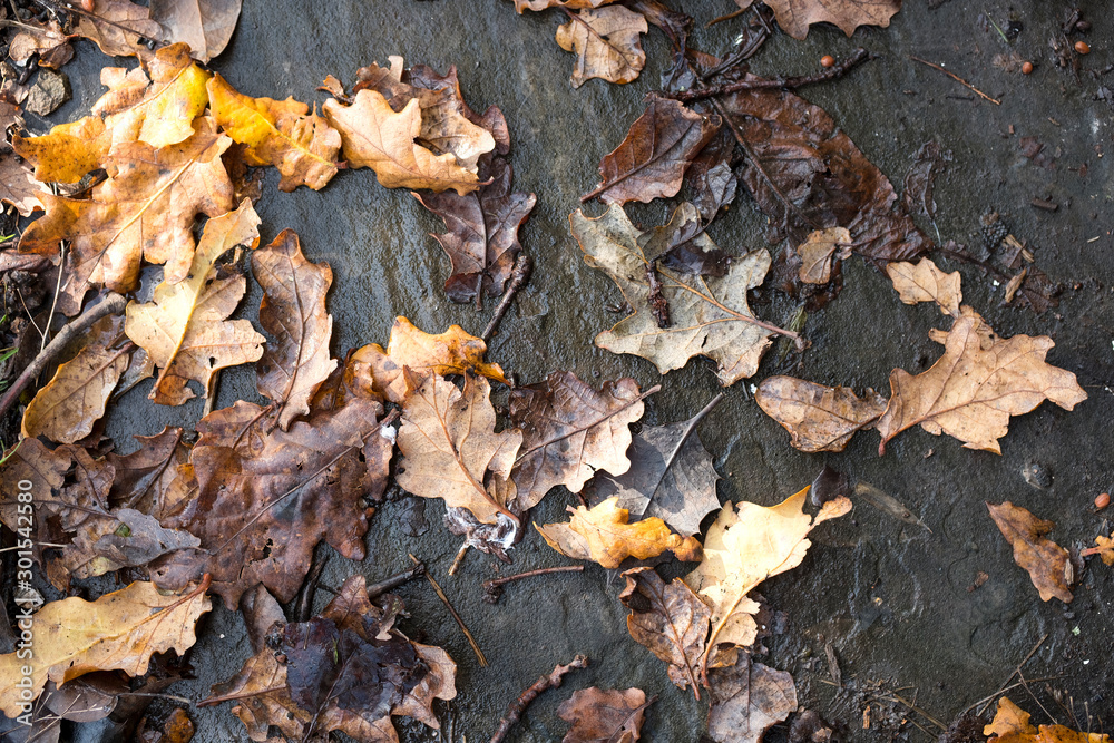 Autumn oak leaves on a garden path Autumn oak leaves on a garden path