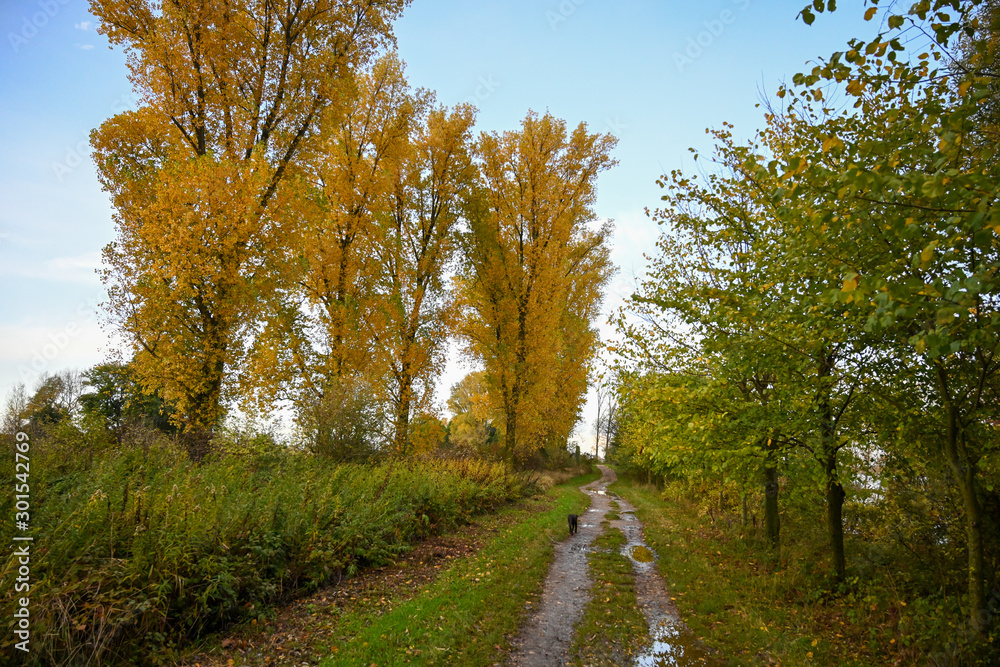 Rhein Landschaft Herbst