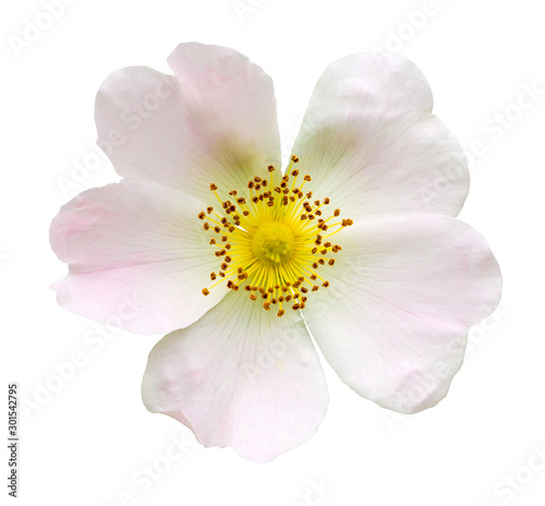 Light pink rosehip flower on white isolated background_