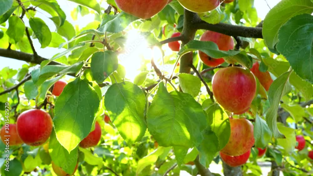 Ripe red apples on the apple tree. Gimbal shot of apple brach with sun beaking though leaves. 4K, UHD