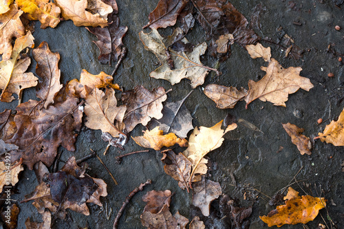 Autumn oak leaves on a garden path