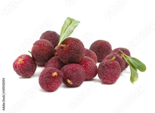 arbutus on a white background photo