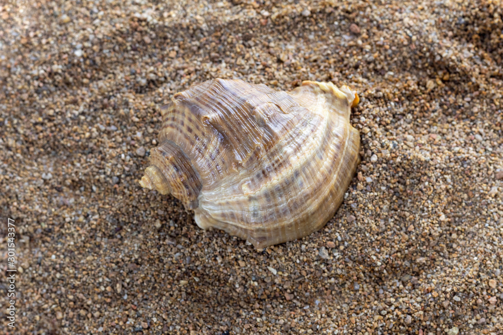Large seashell on sea sand close-up. Seashell on beach. Large seashell on sea sand close-up. Seashell on beach.