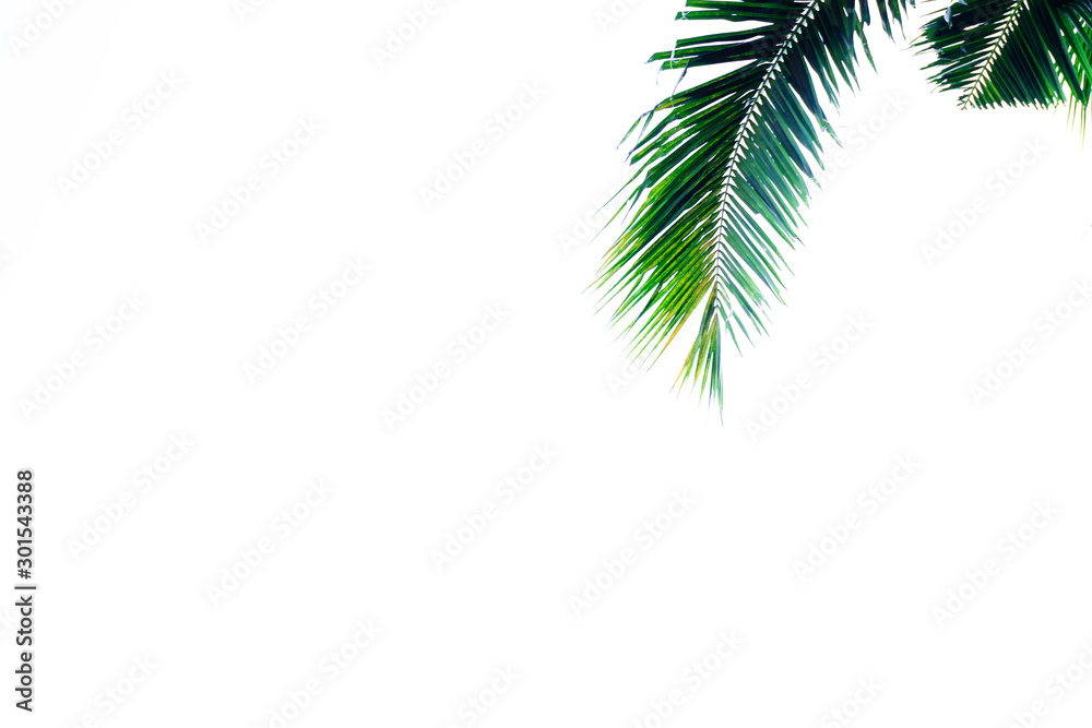 palm leaf branch or green leaf of coconut, tropical tree plant composition pattern isolated above white background palm leaf branch or green leaf of coconut, tropical tree plant composition pattern isolated above white background