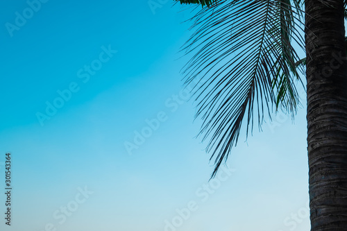 blurred silhouette of palm tree for beach summer decoration design
