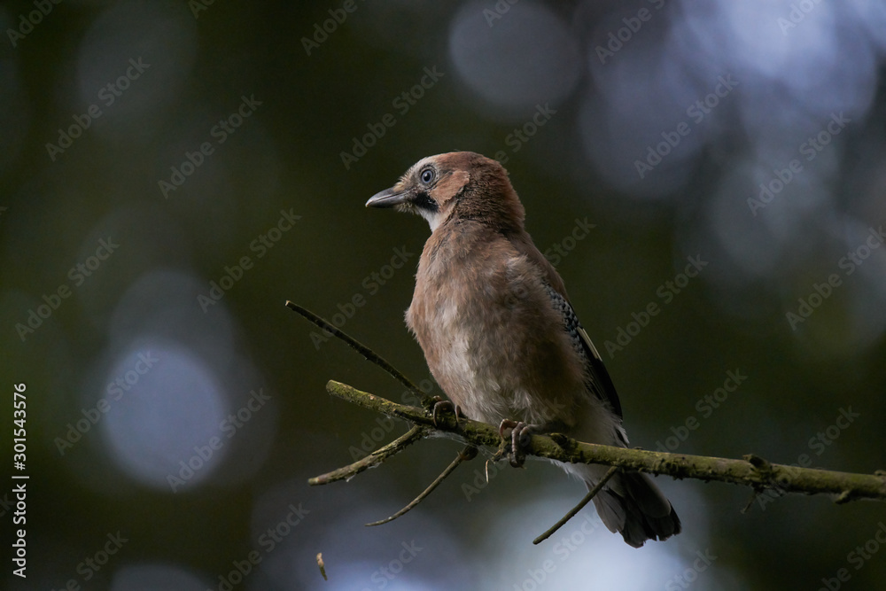 Fototapeta premium isolated jay bird in forest with a nice bokeh