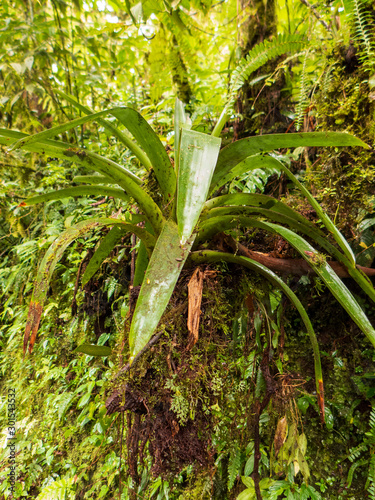 Wanderung durch den Regenwald von Costa Rica. Bromelien, Farne, Selaginella und andere Epiphyten wachsen an den Bäumen. So viele verschiedene grün Töne. photo