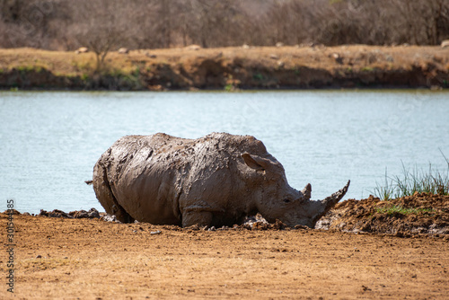 a critical endangered rhino relaxing in the mud next to a waterhole