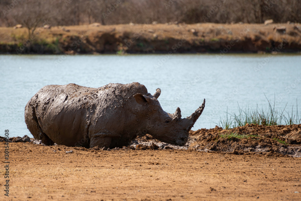 Obraz premium a critical endangered rhino relaxing in the mud next to a waterhole
