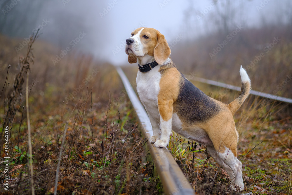 dog breed Beagle for a walk in the autumn Park in a thick fog