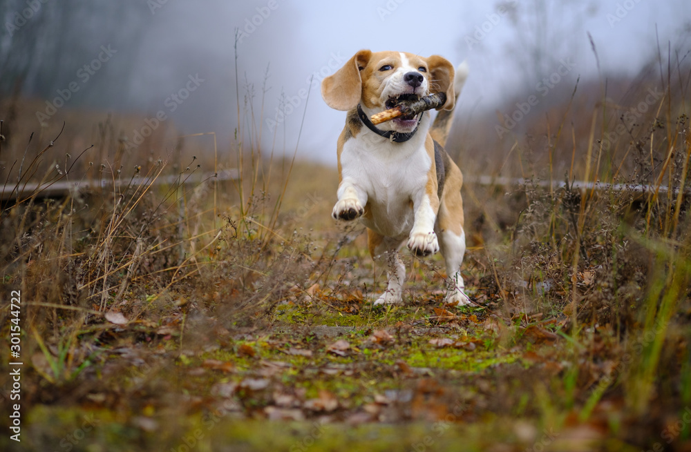 dog breed Beagle playing with a stick in the autumn Park in thick fog dog breed Beagle playing with a stick in the autumn Park in thick fog