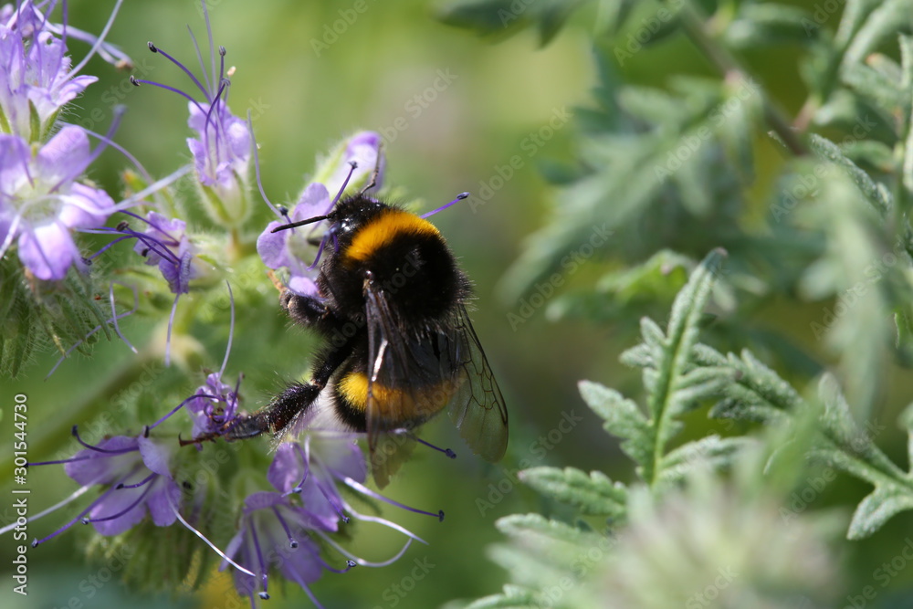Bumblebee Bumblebee