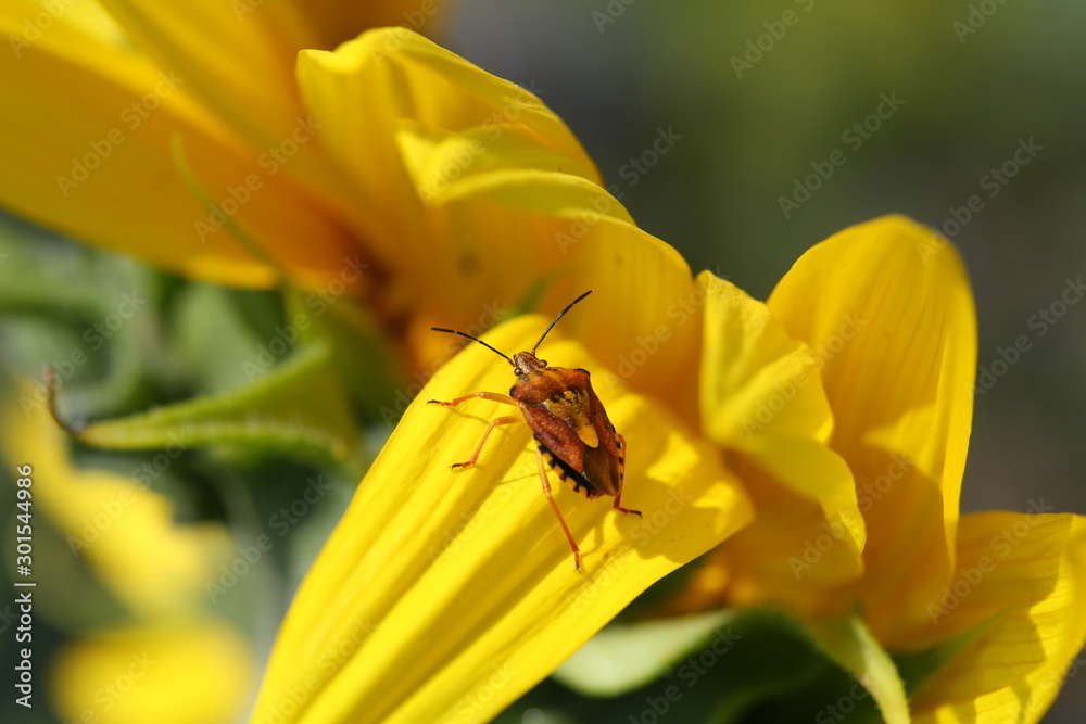 Bug on Sun Flower