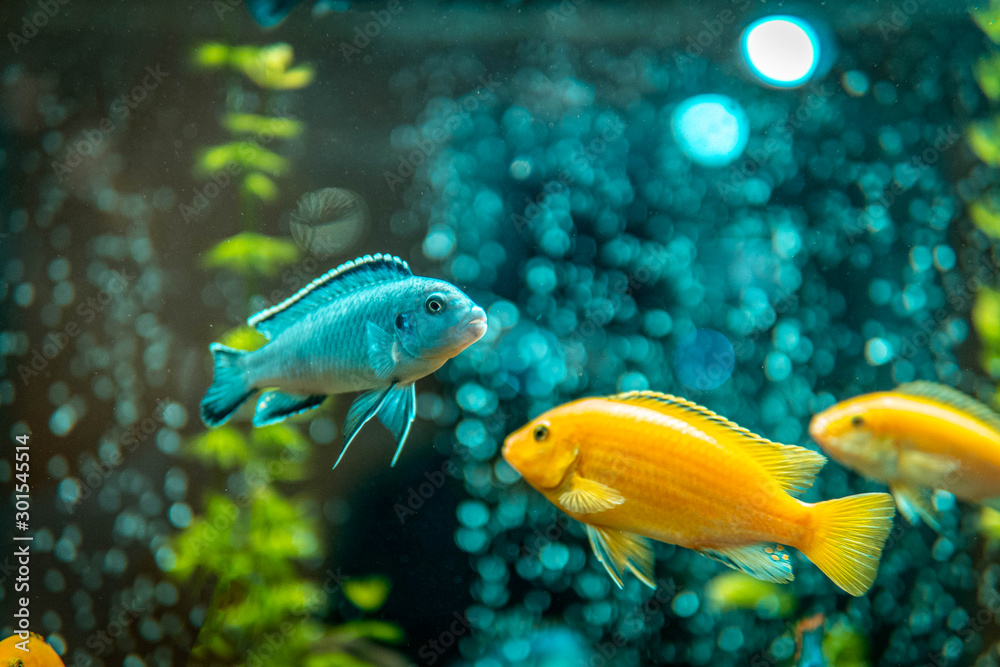 Goldfish in freshwater aquarium with green beautiful planted tropical. fish in freshwater aquarium with green beautiful planted tropical. Colorful fish on green background. Goldfish in freshwater aquarium with green beautiful planted tropical. fish in freshwater aquarium with green beautiful planted tropical. Colorful fish on green background.