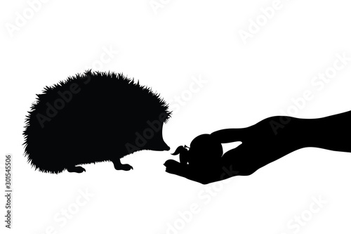 Vector silhouette of person who give food hedgehog on white background. Symbol of animal, eat, care, save, forest, autumn.