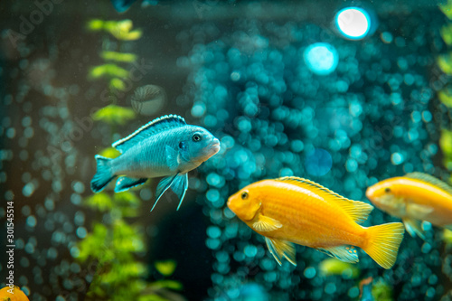 Fotografia Goldfish in freshwater aquarium with green beautiful planted tropical