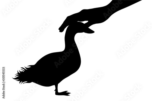 Vector silhouette of person who fondle his goose on white background. Symbol of animal  pet  care  love  save  vet  veterinary  poultry  farm.