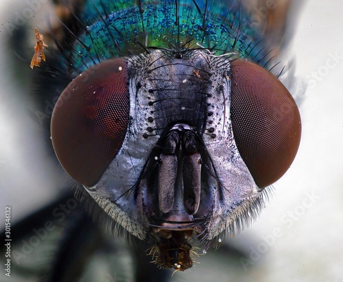 Blowfly Eyes © Andre de Foret