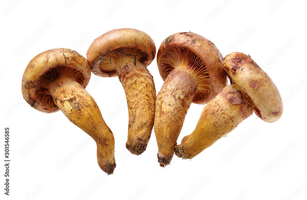 Fototapeta premium boletus mushrooms on white background