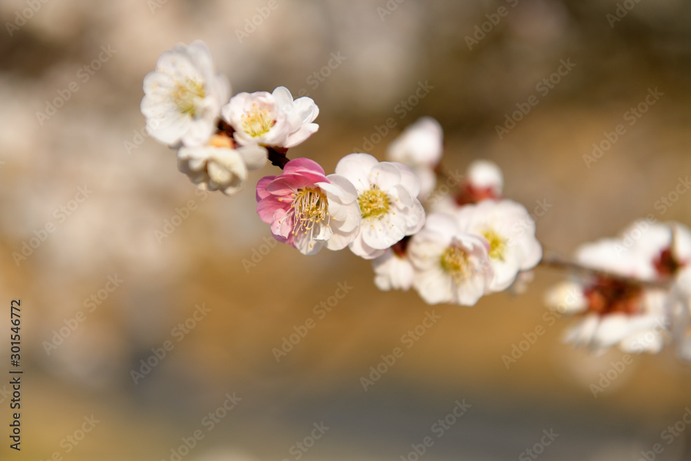 梅の花 梅の花