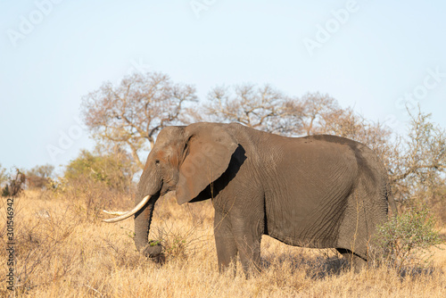 a big male elephant walking through the african savannah
