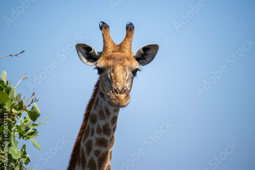 portrait of a elegant giraffe