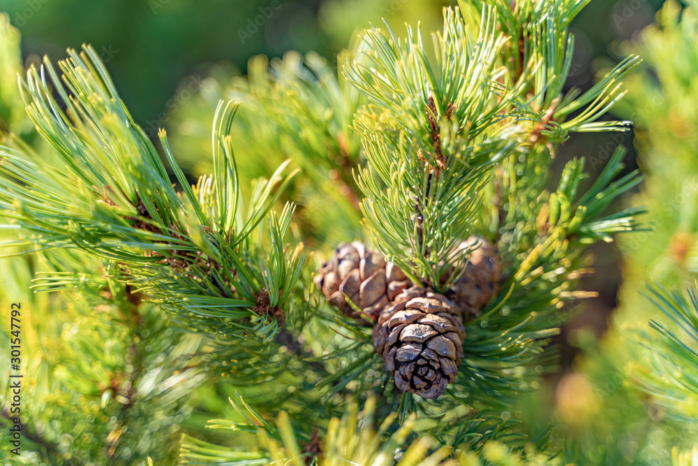 Ripe cedar cones on cedar branches Ripe cedar cones on cedar branches