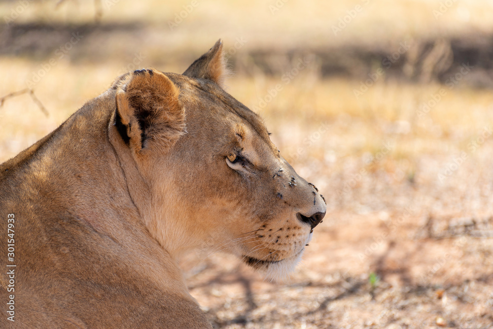 Naklejka premium portrait of a beautiful female lion relaxing in the african savannah