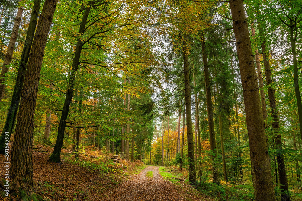 Fototapeta premium The Black forest at autumn