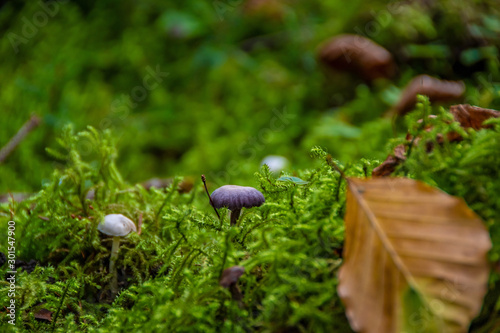 The mushroom in the Black Forest at autumn